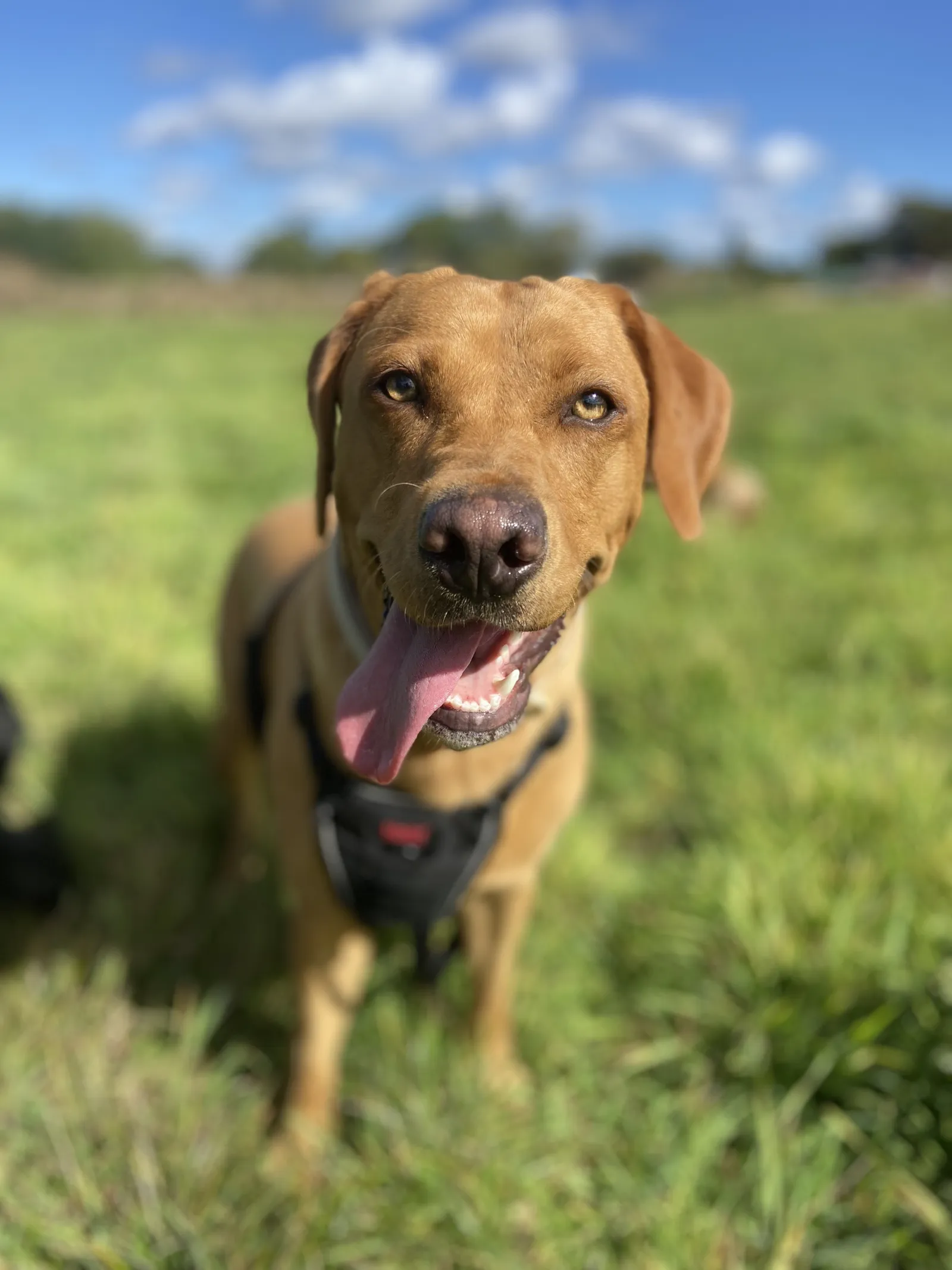 Happy dog on a walk with Chloe's Pet Care