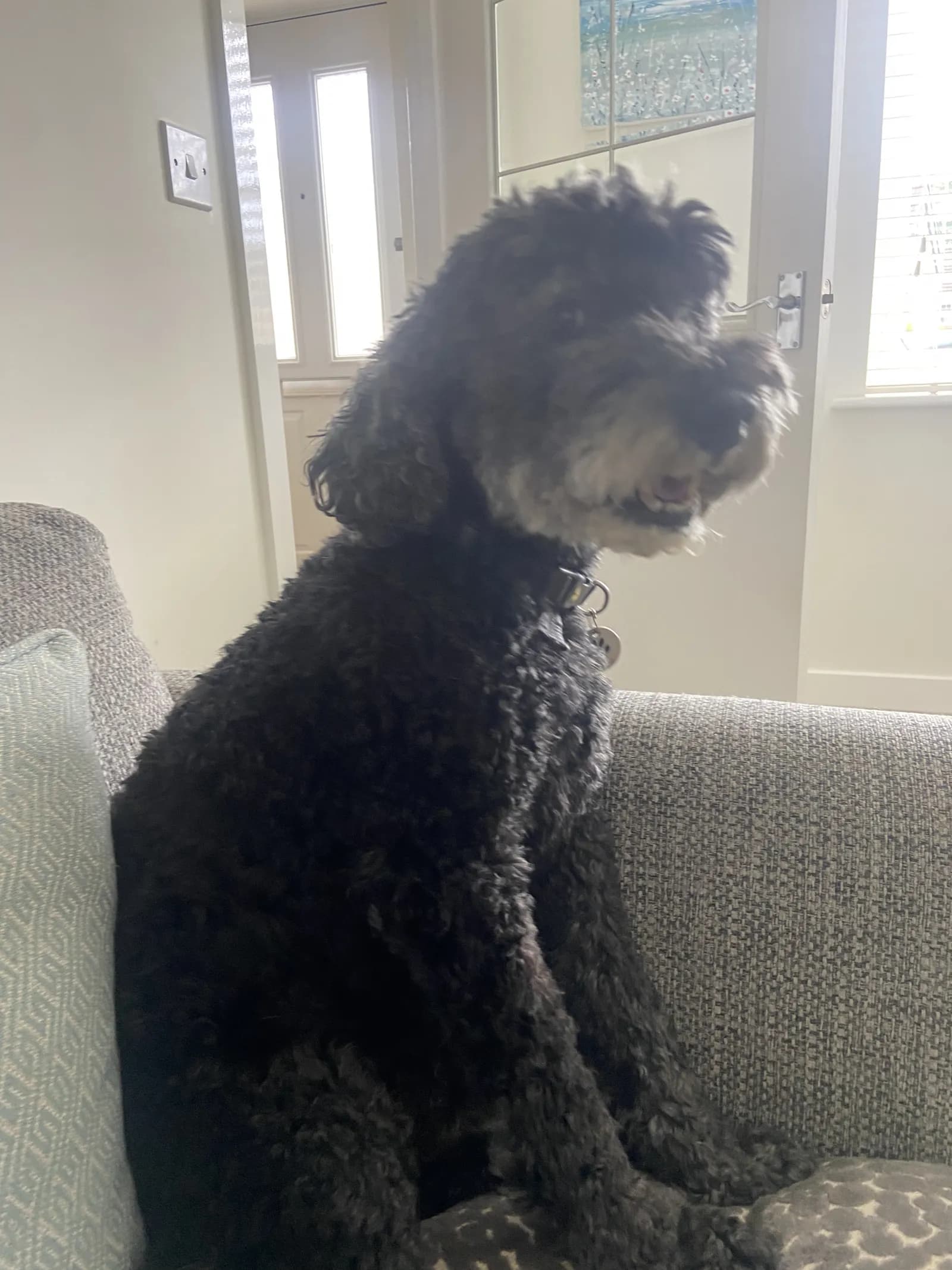 A recent photo from Chloe's Pet Care