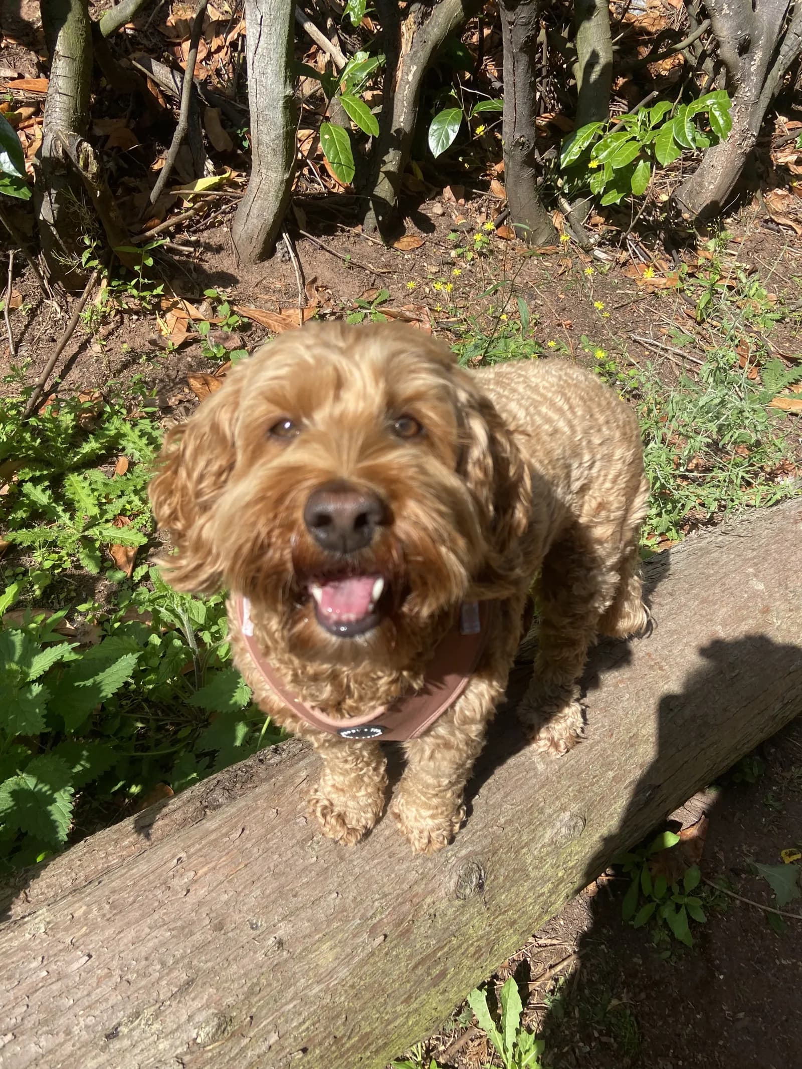 Happy dog on a walk with Chloe's Pet Care