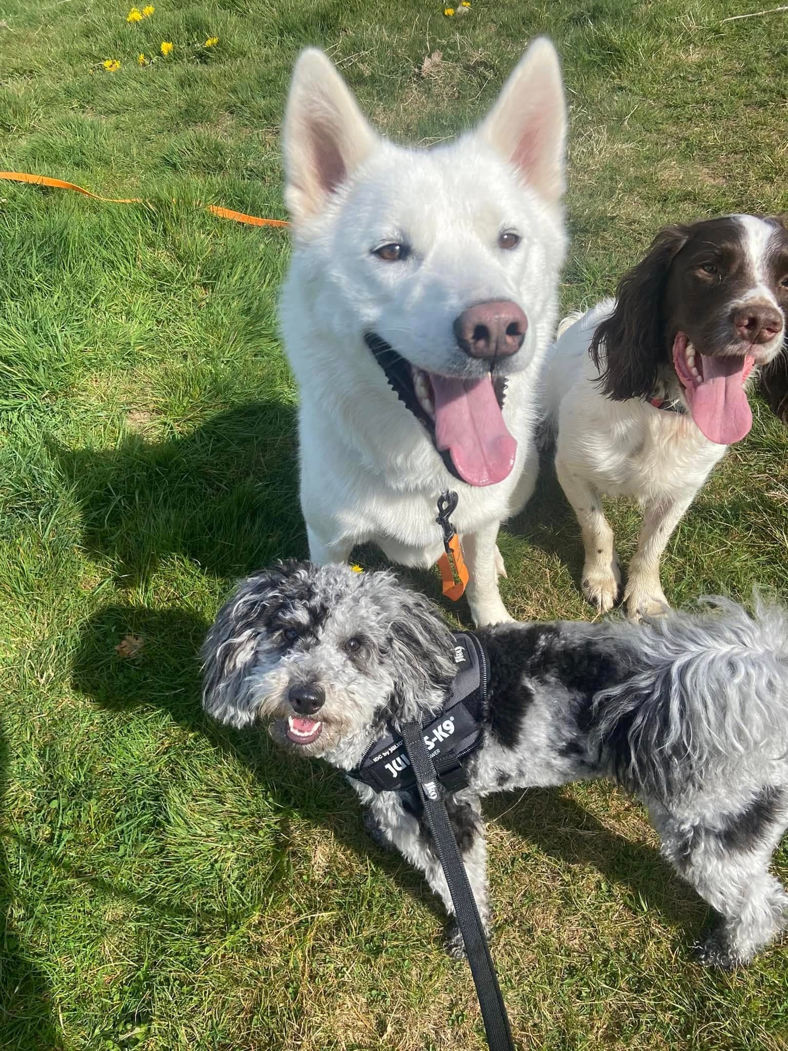 A trio of happy dogs on a group walk