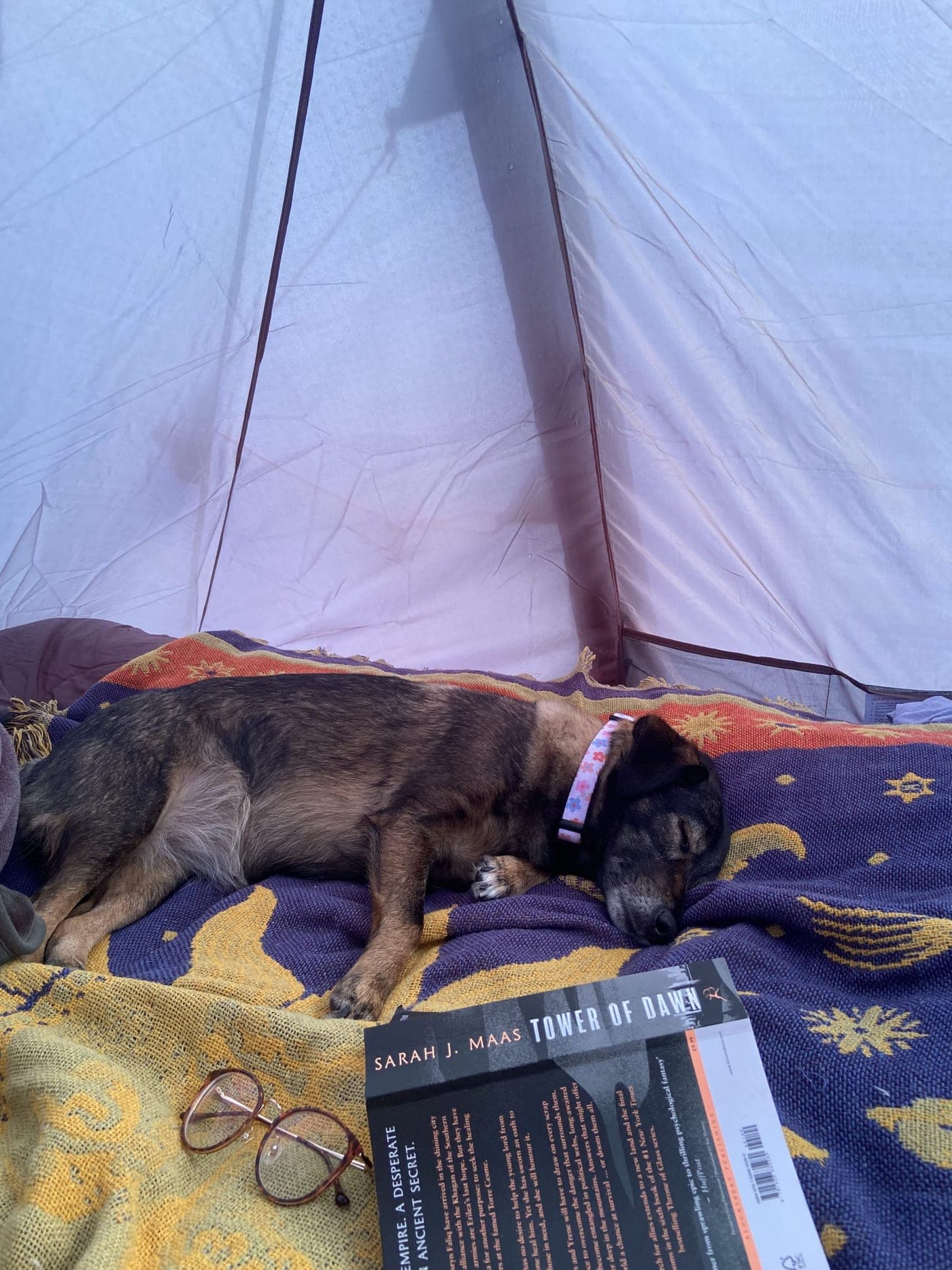 Chloe's own dog relaxing while camping
